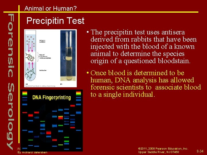Animal or Human? Precipitin Test • The precipitin test uses antisera derived from rabbits