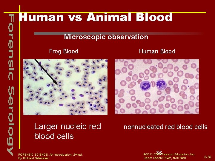 Human vs Animal Blood Microscopic observation Frog Blood Larger nucleic red blood cells FORENSIC