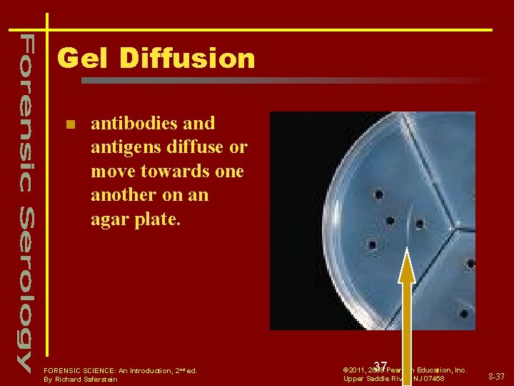 Gel Diffusion n antibodies and antigens diffuse or move towards one another on an