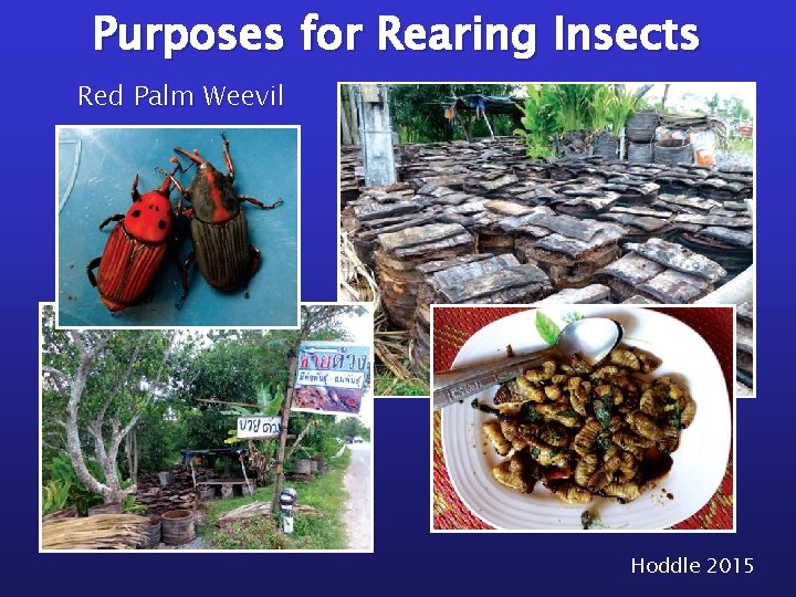 Purposes for Rearing Insects Red Palm Weevil Hoddle 2015 