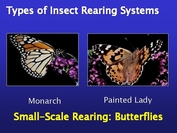 Types of Insect Rearing Systems Monarch Painted Lady Small-Scale Rearing: Butterflies 