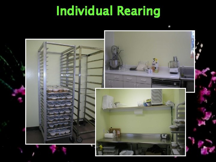 Individual Rearing 