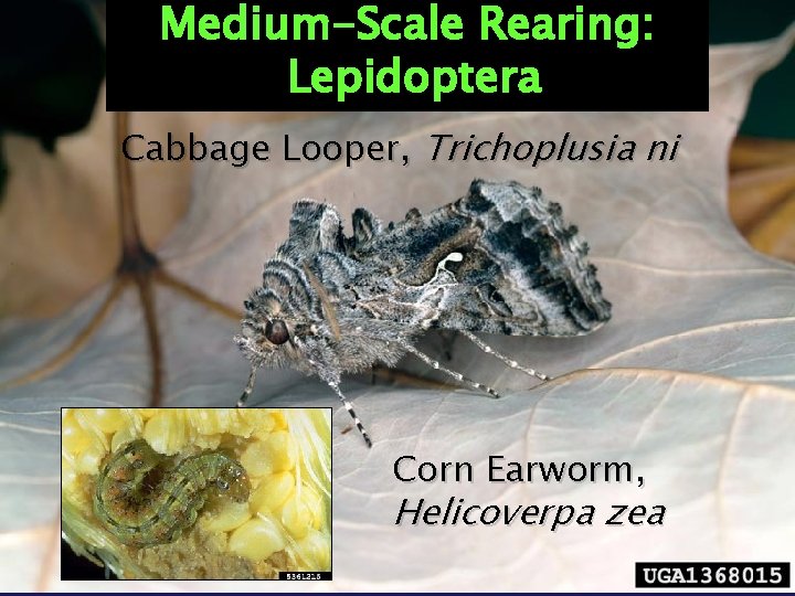 Medium-Scale Rearing: Lepidoptera Cabbage Looper, Trichoplusia ni Corn Earworm, Helicoverpa zea 