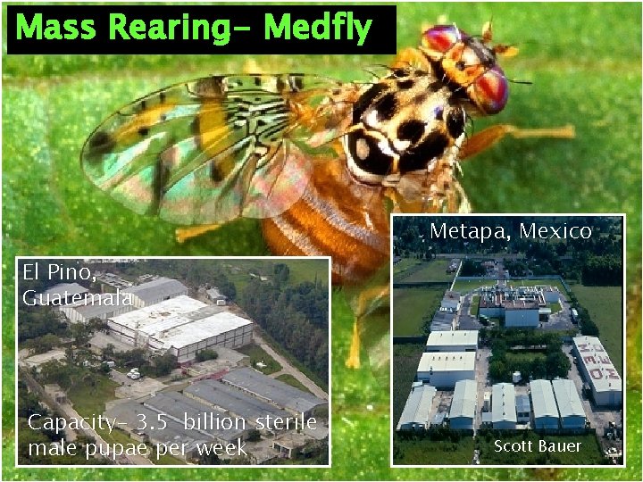 Mass Rearing- Medfly Metapa, Mexico El Pino, Guatemala Capacity- 3. 5 billion sterile male