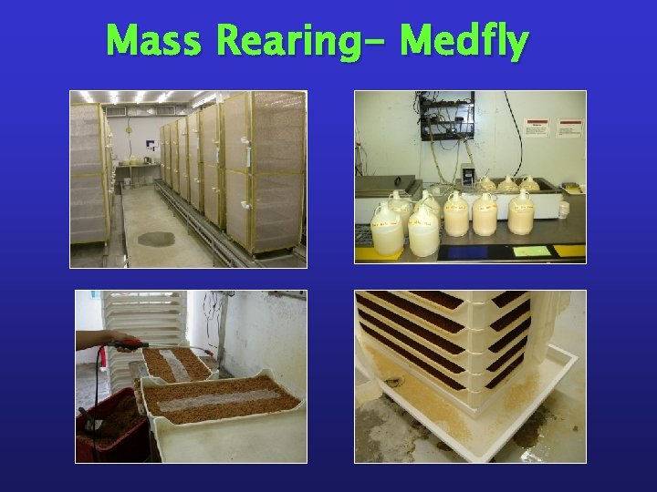 Mass Rearing- Medfly 