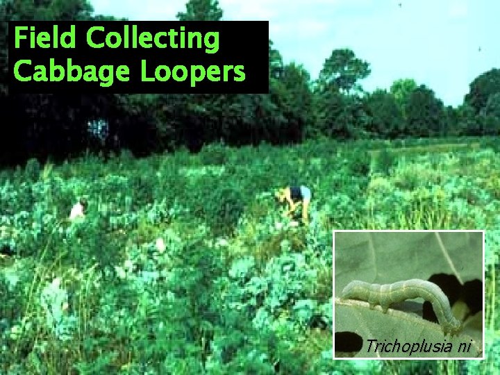 Field Collecting Cabbage Loopers Trichoplusia ni 