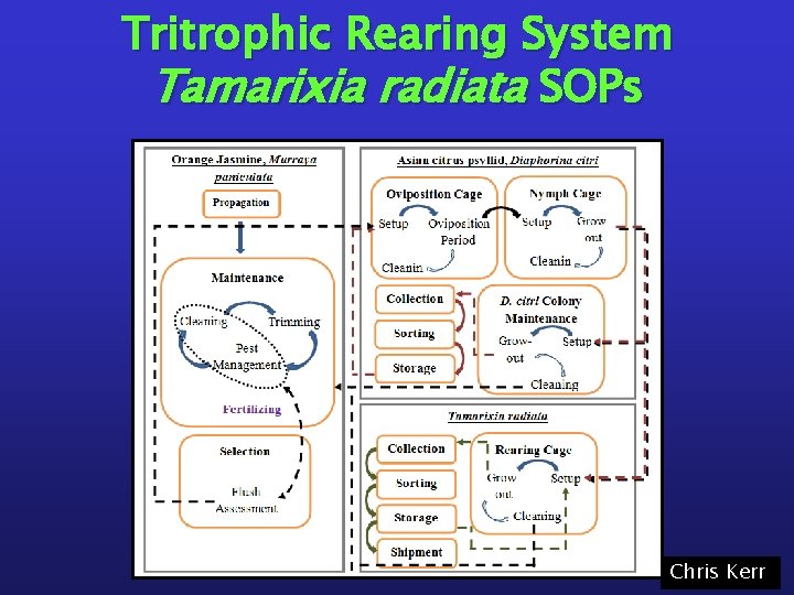 Tritrophic Rearing System Tamarixia radiata SOPs Chris Kerr 