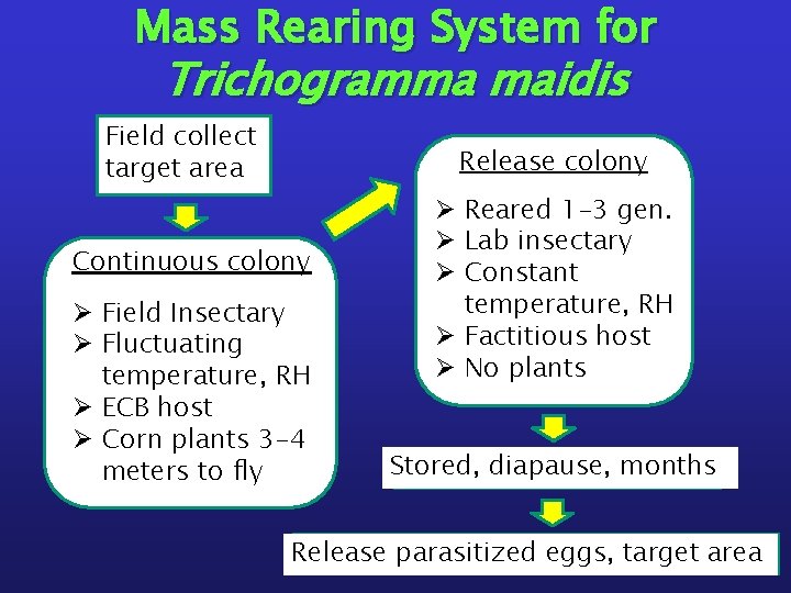 Mass Rearing System for Trichogramma maidis Field collect target area Release colony Continuous colony