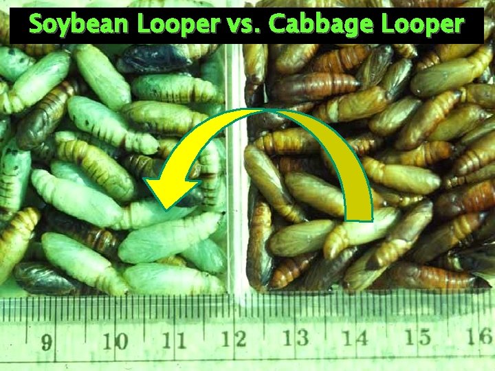 Soybean Looper vs. Cabbage Looper 