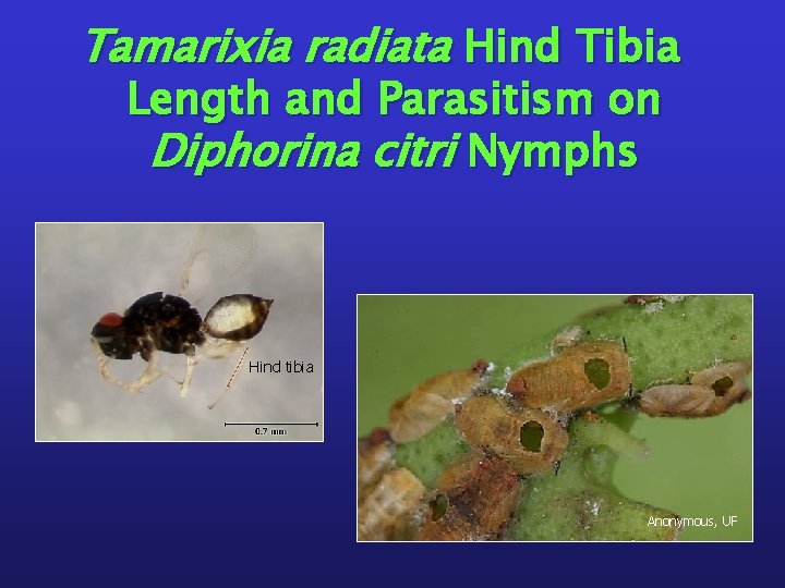 Tamarixia radiata Hind Tibia Length and Parasitism on Diphorina citri Nymphs Hind tibia Anonymous,