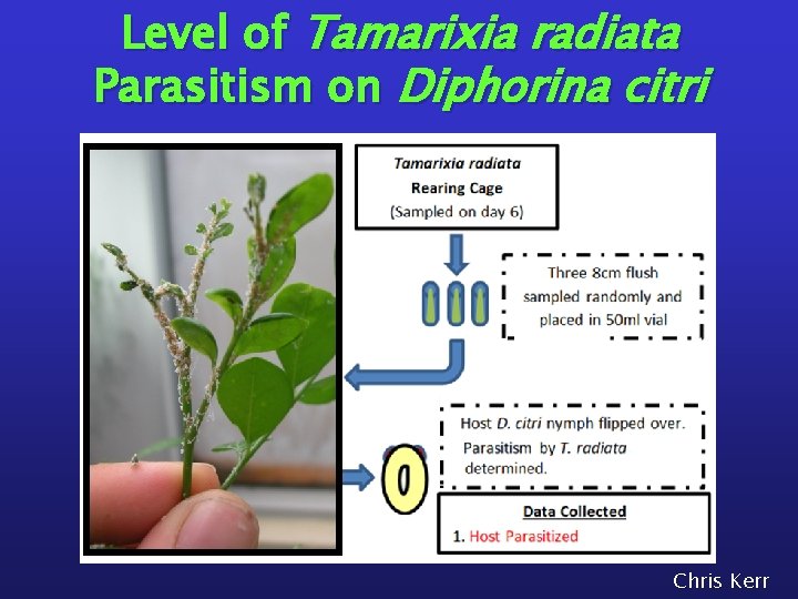 Level of Tamarixia radiata Parasitism on Diphorina citri Chris Kerr 