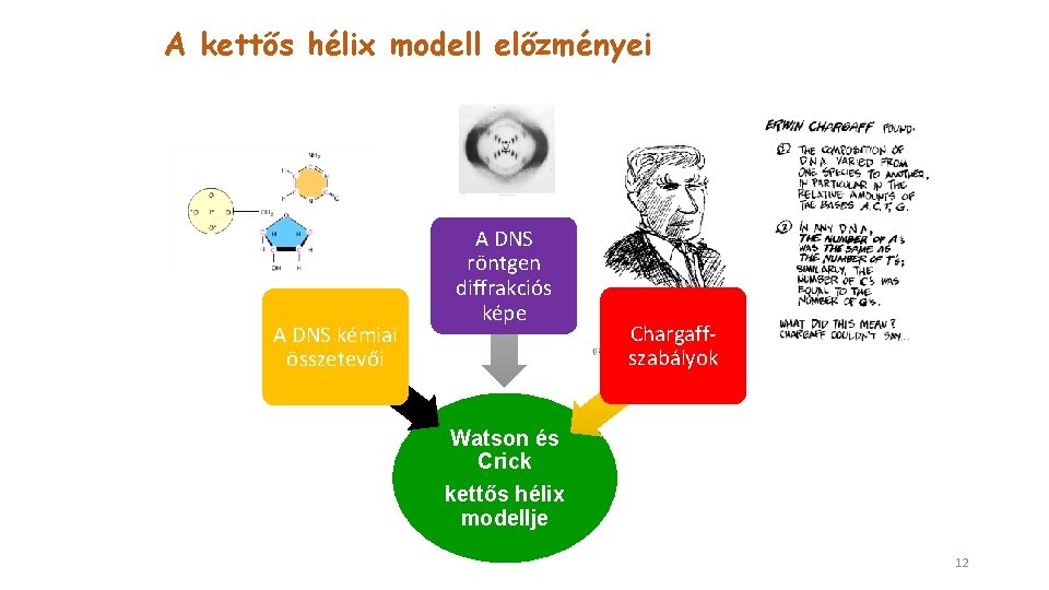 A kettős hélix modell előzményei A DNS kémiai összetevői A DNS röntgen diffrakciós képe
