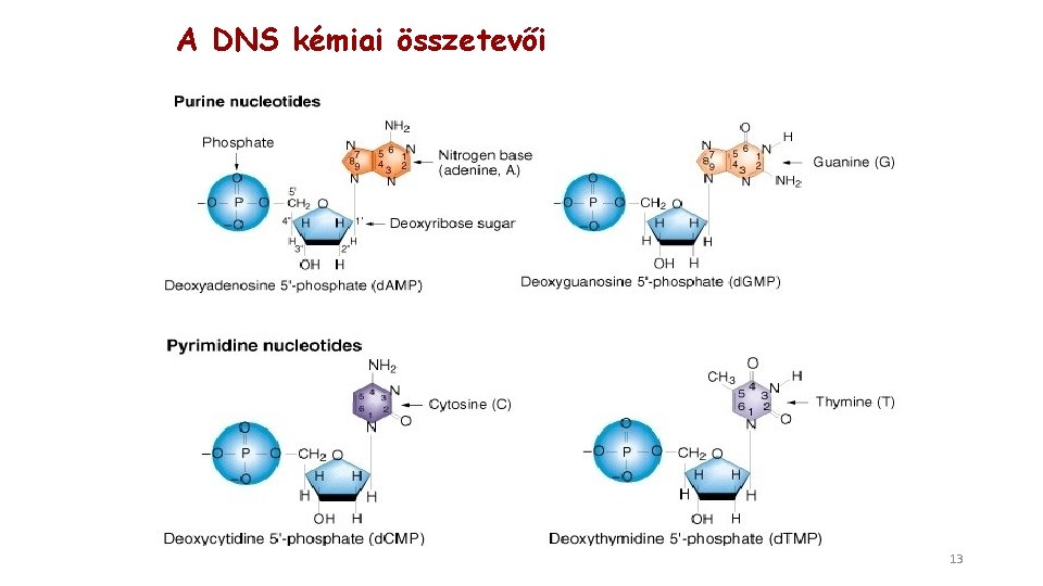 A DNS kémiai összetevői 13 