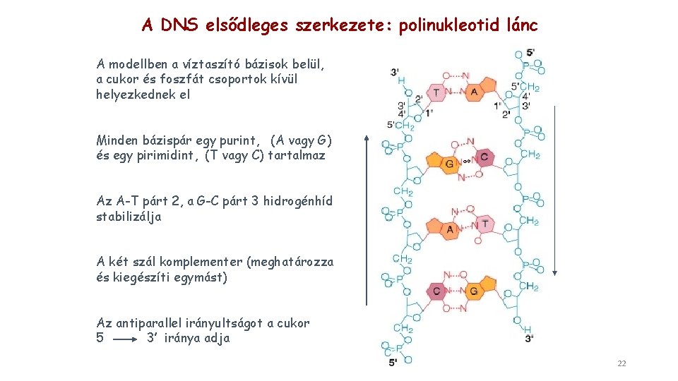 A DNS elsődleges szerkezete: polinukleotid lánc A modellben a víztaszító bázisok belül, a cukor