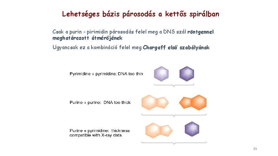 Lehetséges bázis párosodás a kettős spirálban Csak a purin - pirimidin párosodás felel meg