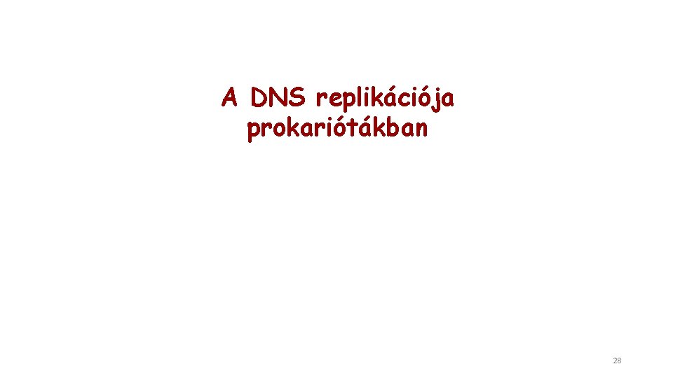 A DNS replikációja prokariótákban 28 