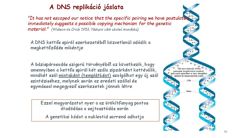 A DNS replikáció jóslata "It has not escaped our notice that the specific pairing