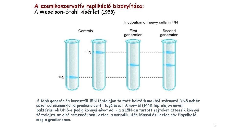 A szemikonzervatív replikáció bizonyítása: A Meselson-Stahl kísérlet (1958) A több generáción keresztül 15 N