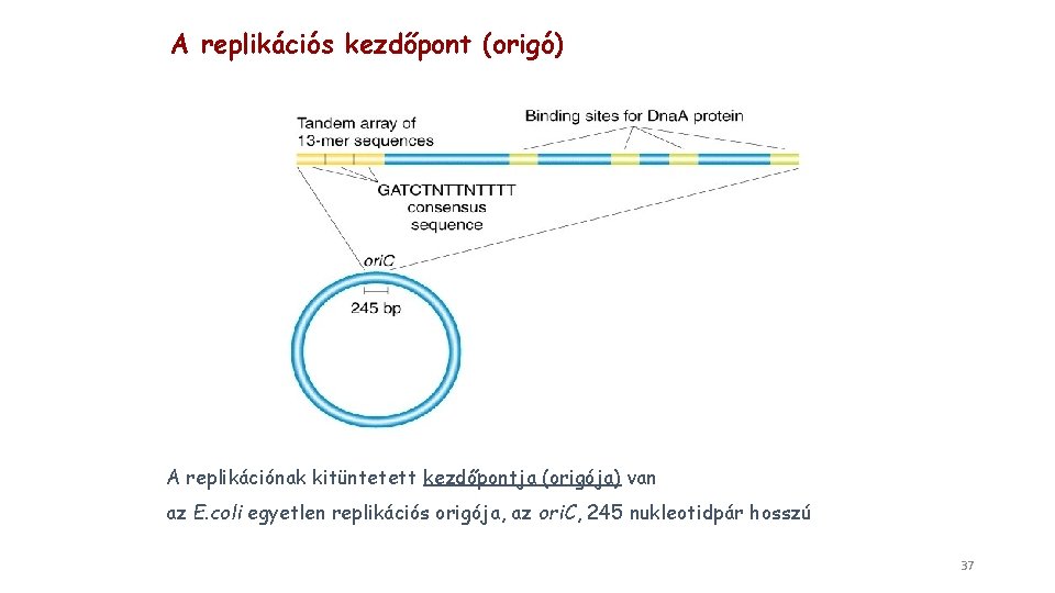 A replikációs kezdőpont (origó) A replikációnak kitüntetett kezdőpontja (origója) van az E. coli egyetlen