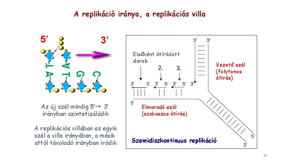 A replikáció iránya, a replikációs villa 5’ 3’ Elsőként átíródott darab 2. Az új