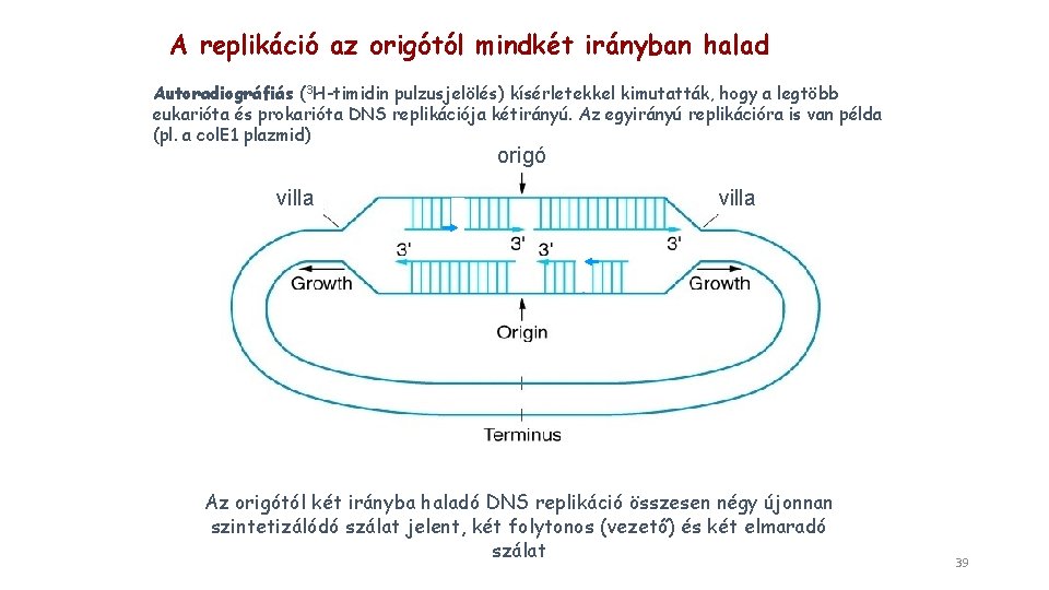 A replikáció az origótól mindkét irányban halad Autoradiográfiás (3 H-timidin pulzusjelölés) kísérletekkel kimutatták, hogy