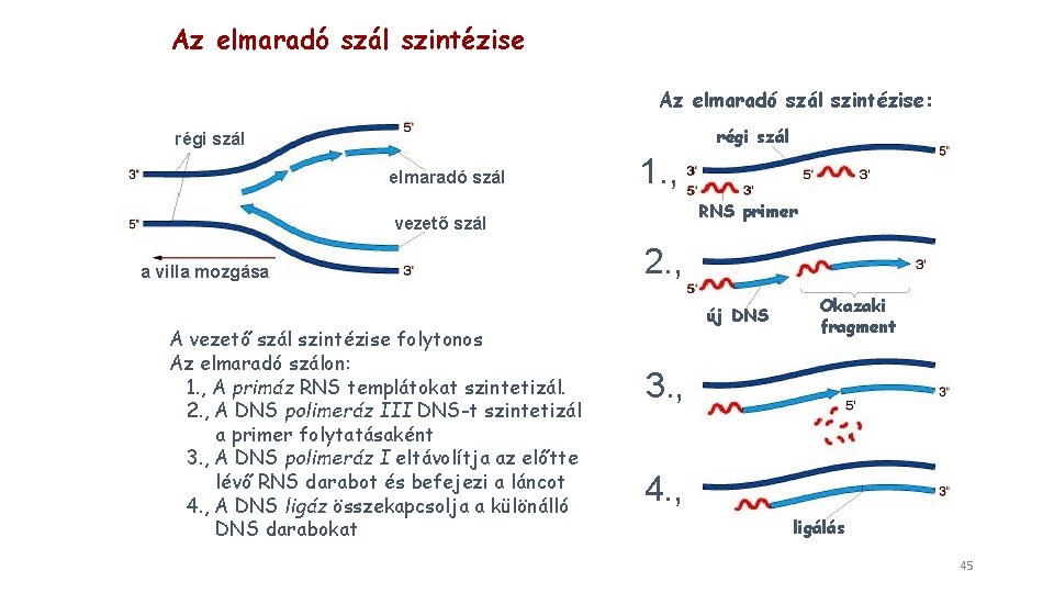 Az elmaradó szál szintézise: régi szál elmaradó szál 1. , RNS primer vezető szál