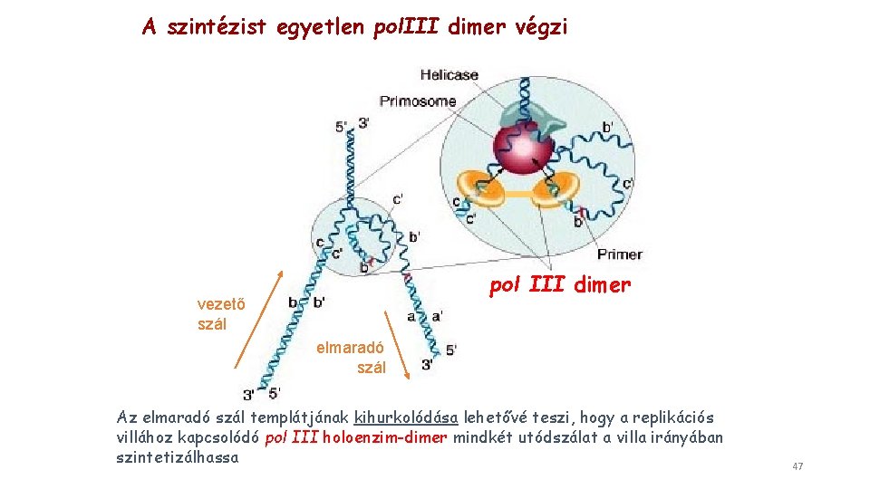 A szintézist egyetlen pol. III dimer végzi pol III dimer vezető szál elmaradó szál