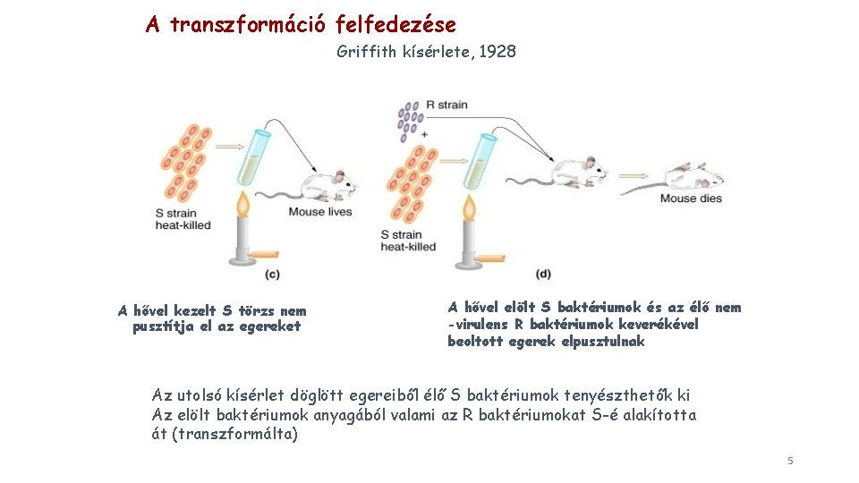 A transzformáció felfedezése Griffith kísérlete, 1928 A hővel kezelt S törzs nem pusztítja el