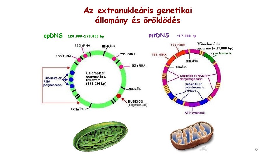 Az extranukleáris genetikai állomány és öröklődés cp. DNS 120. 000 -170. 000 bp mt.