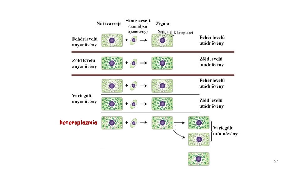 heteroplazmia 57 