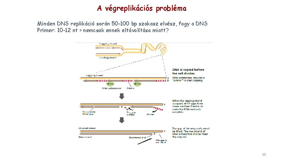 A végreplikációs probléma Minden DNS replikáció során 50 -100 bp szakasz elvész, fogy a