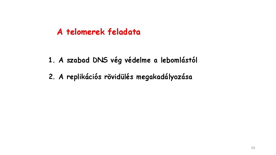 A telomerek feladata 1. A szabad DNS vég védelme a lebomlástól 2. A replikációs