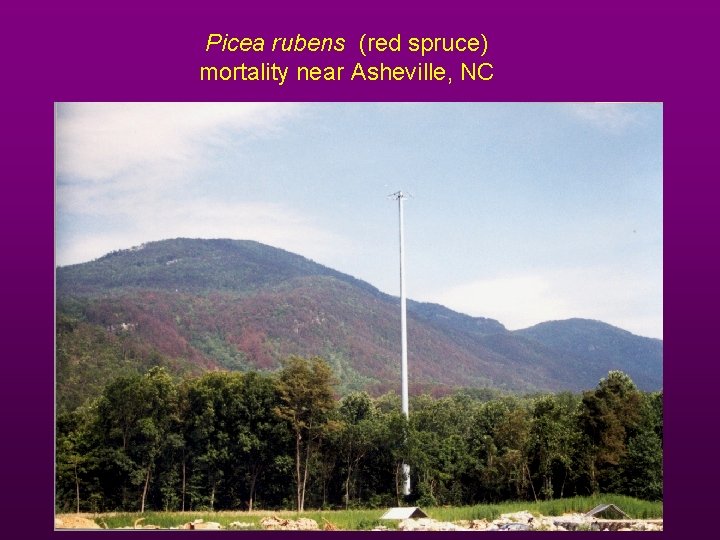 Picea rubens (red spruce) mortality near Asheville, NC 