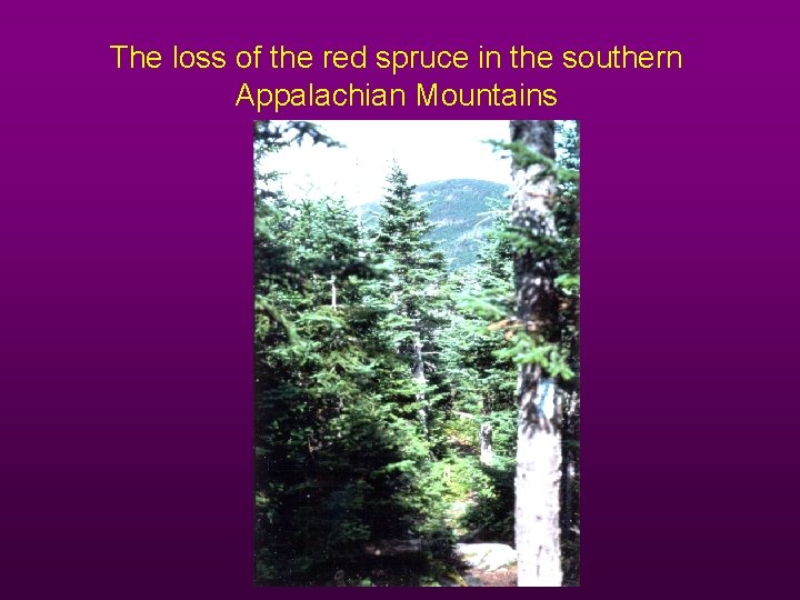 The loss of the red spruce in the southern Appalachian Mountains 