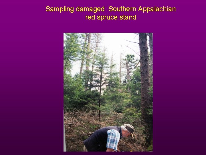 Sampling damaged Southern Appalachian red spruce stand 