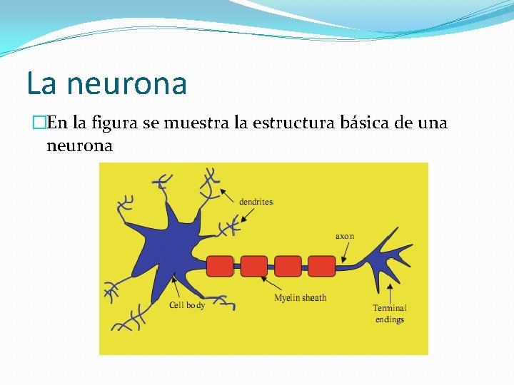 La neurona �En la figura se muestra la estructura básica de una neurona 