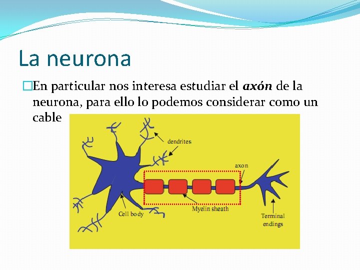 La neurona �En particular nos interesa estudiar el axón de la neurona, para ello