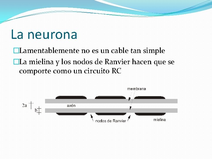 La neurona �Lamentablemente no es un cable tan simple �La mielina y los nodos