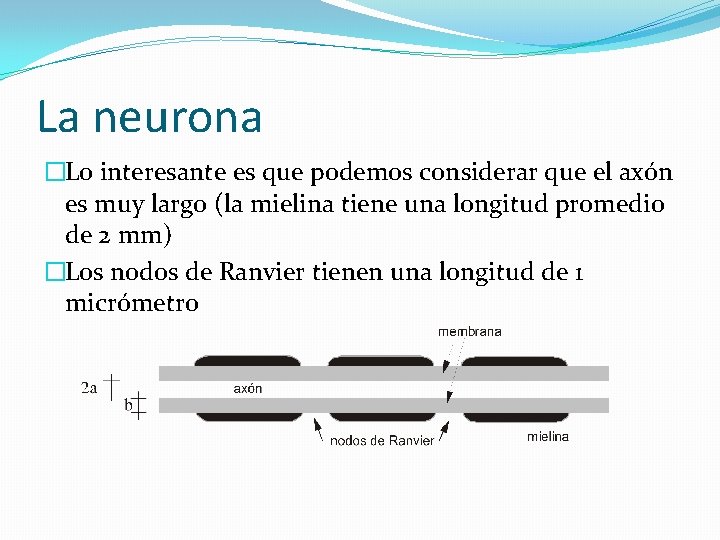 La neurona �Lo interesante es que podemos considerar que el axón es muy largo