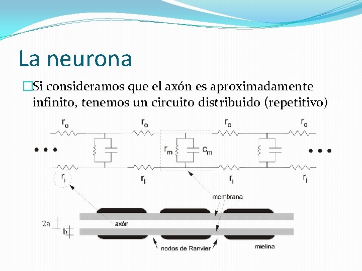 La neurona �Si consideramos que el axón es aproximadamente infinito, tenemos un circuito distribuido