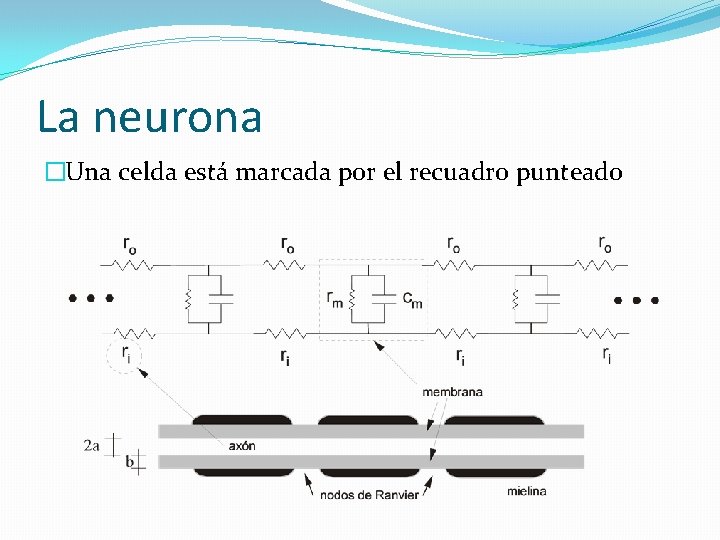 La neurona �Una celda está marcada por el recuadro punteado 