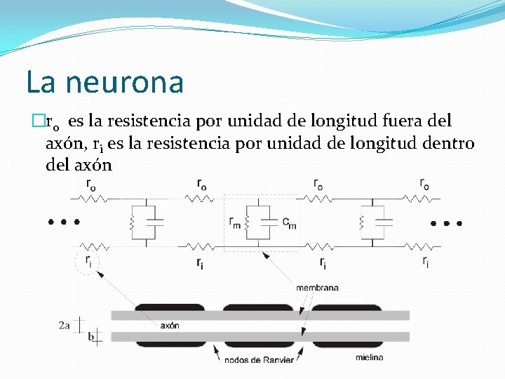 La neurona �r 0 es la resistencia por unidad de longitud fuera del axón,