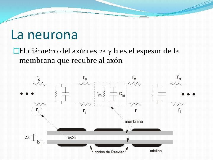 La neurona �El diámetro del axón es 2 a y b es el espesor