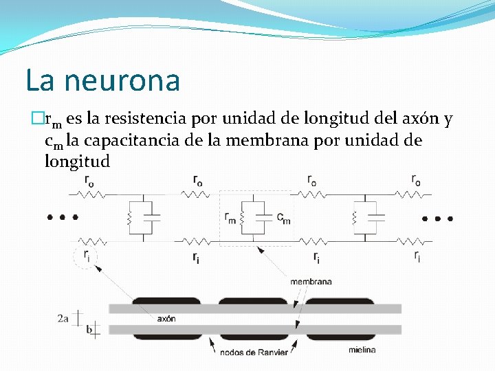 La neurona �rm es la resistencia por unidad de longitud del axón y cm