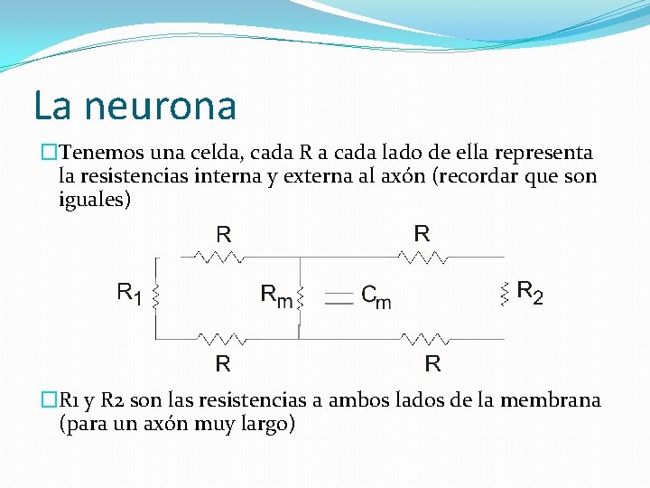 La neurona �Tenemos una celda, cada R a cada lado de ella representa la