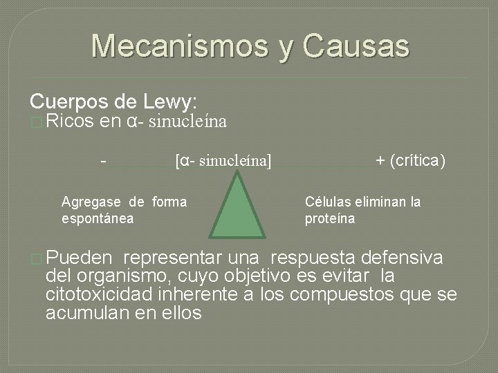 Mecanismos y Causas Cuerpos de Lewy: � Ricos en α- sinucleína - [α- sinucleína]