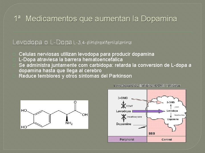 1ª Medicamentos que aumentan la Dopamina Levodopa o L-Dopa L-3, 4 -dihidroxifenilalanina � �