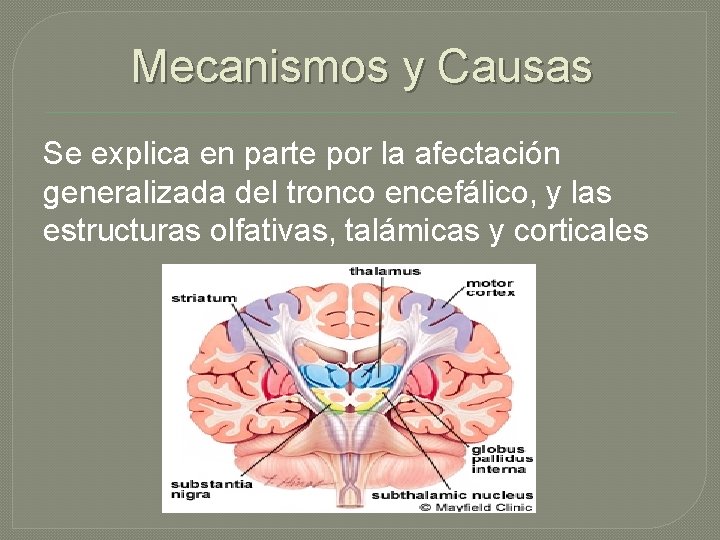 Mecanismos y Causas Se explica en parte por la afectación generalizada del tronco encefálico,