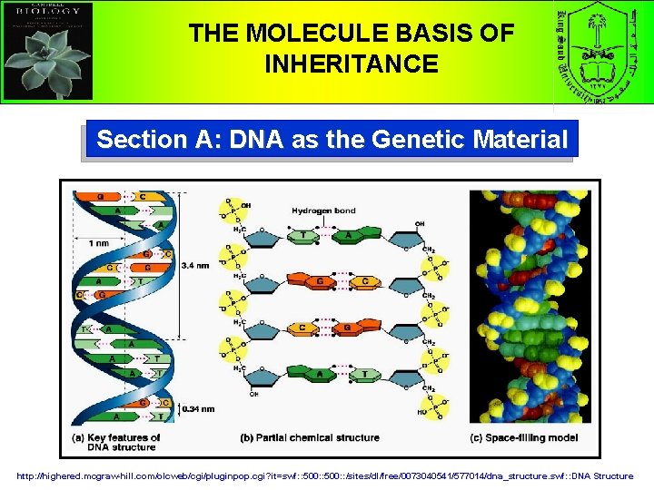 THE MOLECULE BASIS OF INHERITANCE Section A: DNA as the Genetic Material http: //highered.
