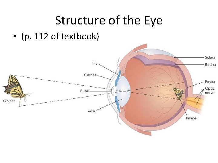 Structure of the Eye • (p. 112 of textbook) 